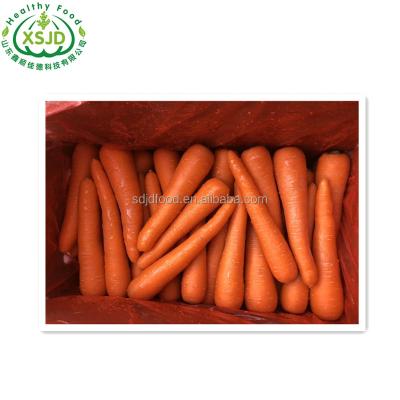 China Fresh Wholesale Vegetable Snacks Market Carrot Price Fresh Organic Carrots Umbelliferous Vegetabless for sale