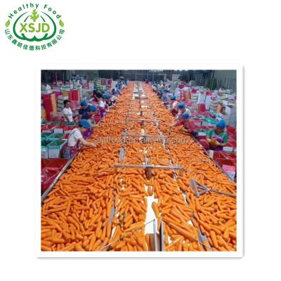 China Fresh new season fresh carrots made in China vacuum packing fresh carrots fresh vegetables for sale