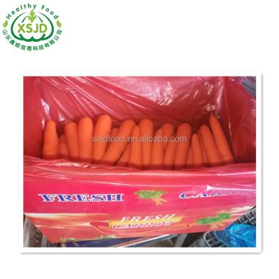 China Fresh Chinese Fresh Carrots Seed For Wholesale Fresh Organic Carrots Umbelliferous Vegetabless for sale