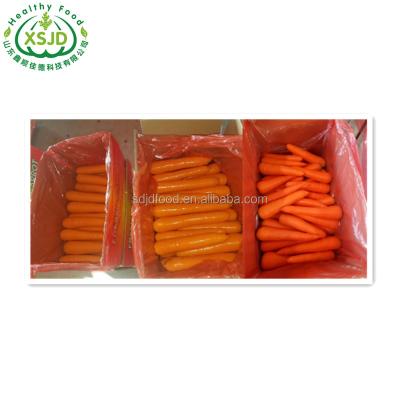 China Carrot of new fresh organic fresh cultivation vegetables/wholesale price carrot seeds bulk carrots for export in China for sale