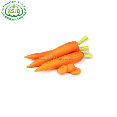 China Fresh Carrot Farm Farm Price Fresh Carrot Fresh Organic Carrots Umbelliferous Vegetabless for sale