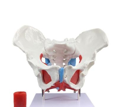 China Nilong 3D Printing, Customized Processing, Medical Model, Pelvis, Skull, Femur for sale