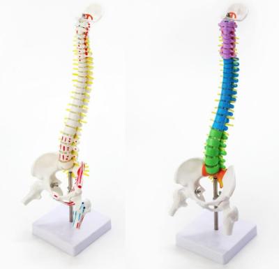 China Nilong 3D Printing Customized Curing Medical Model Cervical Spine for sale