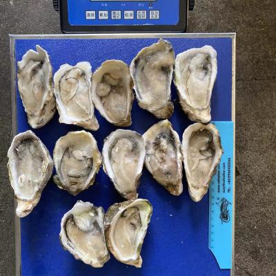 China Frozen Oyster Half Shell FROZEN for sale