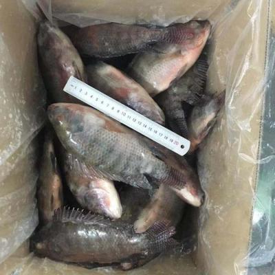 China New season frozen black tilapia GELÉE for sale