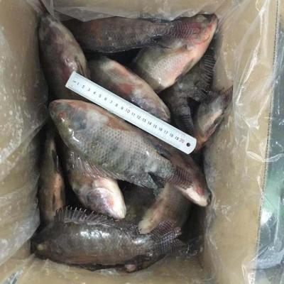 China New whole season JELLY around frozen black Tilapia for sale