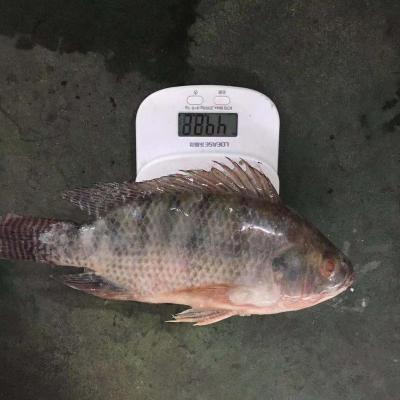 China Seafood Frozen Fish Frozen Black Tilapia Fish for sale