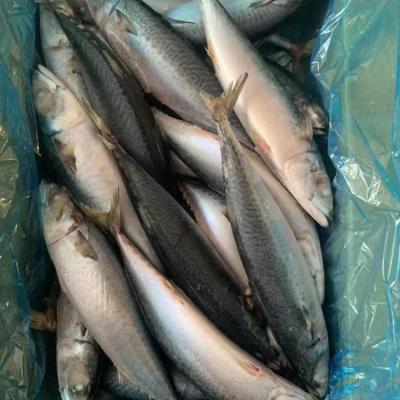 China FROZEN Fish Price Mackerel Frozen Pacific Mackerel for sale