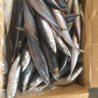 China Atlantic Ocean Frozen Whole Round Frozen Pacific Mackerel High Grade Frozen Pacific Mackerel Seafood for sale