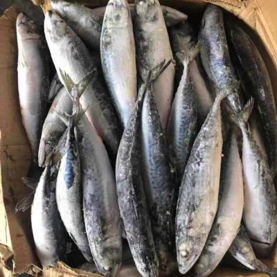 China New season frozen mackerel from North Pacific 300/500 FROZEN for sale