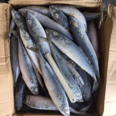 China Competitively priced North Pacific 300/500 FROZEN Mackerel for sale