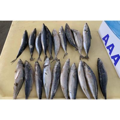 China NATURE 500-600 Big Sea Size Frozen Saba Sculpin Pacific Mackerel for sale