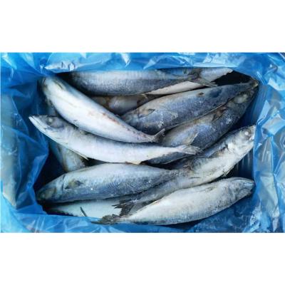 China Frozen Big Size NATURE 400-600 Big Size Sea Saba Sculpin Pacific Mackerel for sale