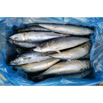 China NATURE Hot Sell Big Size Sea Big Size Saba Sculpin Pacific Mackerel for sale