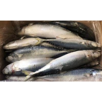 China NATURE 400/600 IQF Sea Big Size Frozen Saba Sculpin Pacific Mackerel for sale