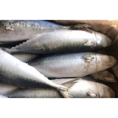 China NATURE 400/600 BQF Good Quality Large Size Pacific Mackerel Saba Sculpin for sale