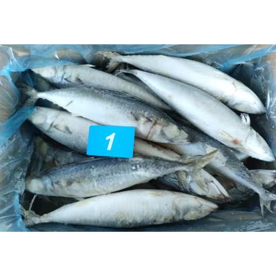 China NATURE new sea Pacific mackerel large size saba current frozen sculpin for sale