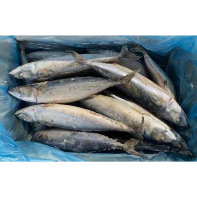 China NATURE Hot Sell Big Size Sea Big Size Saba Sculpin Pacific Mackerel for sale