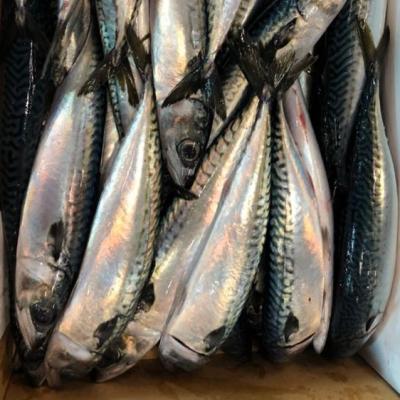 China Good quality from Japan original FROZEN Pacific mackerel for sale