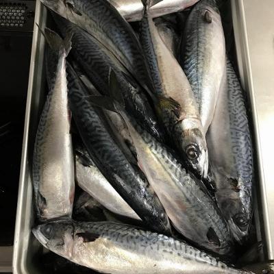 China JELLY origin Pacific mackerel from Japan for Veitnam market for sale