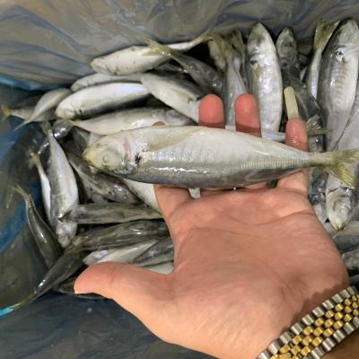 China High Quality NATURE Round Scad Frozen Mackerel Supplier From China for sale