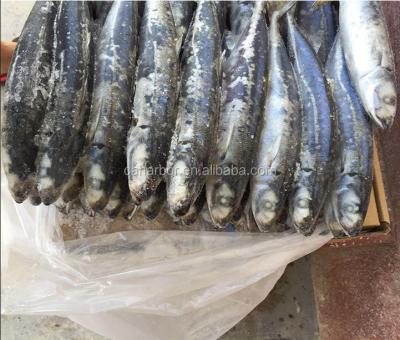 China FROZEN Round Scad Macrosoma Decapterus for sale