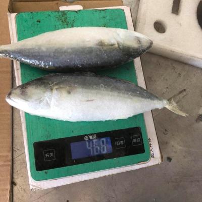 China FROZEN Indian Mackerel Fish Whole Round Price For Sale for sale