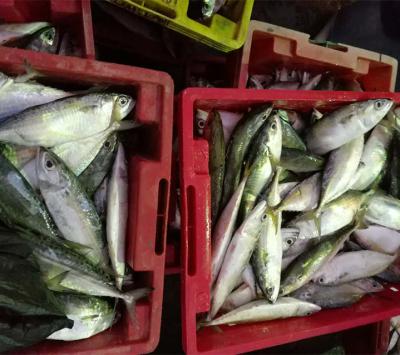 China Good quality IQF fresh frozen Indian mackerel for sale