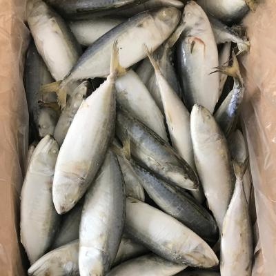 China New Season FROZEN Cheap Price Frozen Indian Mackerel for sale