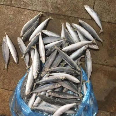 China FROZEN wholesale frozen fish 60-80 layang scad frozen for sale