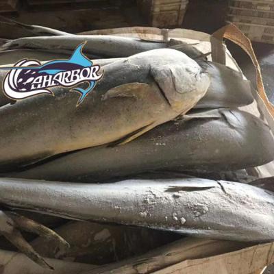 China Cheap Sea Frozen Mahi Fish FROZEN Price Best Quality Mahi for sale