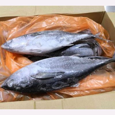 China FROZEN Whole Round Long Tail Tuna for sale