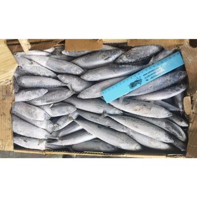 China New Auxis Rochei Seafood FROZEN Landing Bonito Small Size for sale