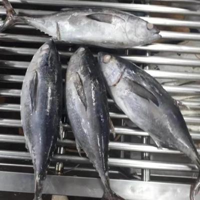 China Good Quality Tuna Thunnus Tonggol FROZEN Frozen Tail Long for sale