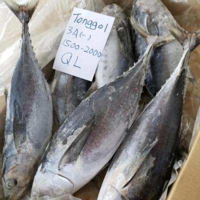 China Hot Selling Frozen Long Tail FROZEN Tuna Frozen Thunnus Tonggol for sale