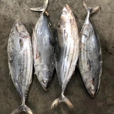 China Skipjack Seaforzen China Origin For Thailand Canning 1.8kg+ for sale