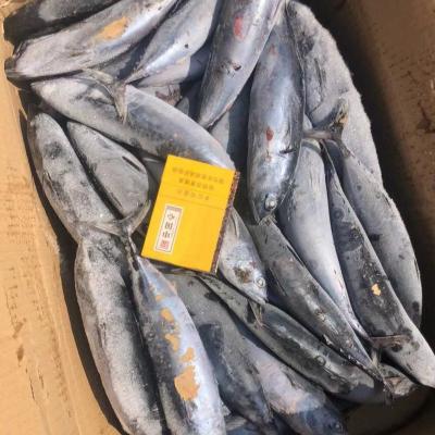 China Wholesale frozen bonito tuna from NATURE to export for sale