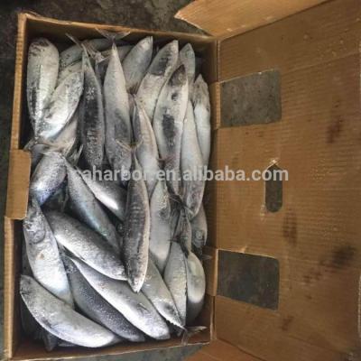 China 2018 New China Origin Next Next FROZEN Auxis Frozen Kingfish Bullet Fish for sale