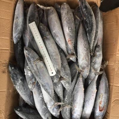 China FROZEN frozen tuna 300g ball for cannery for sale