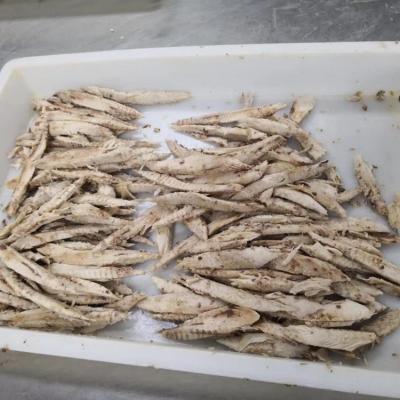 China FROZEN Skipjack Meat Precooked for sale