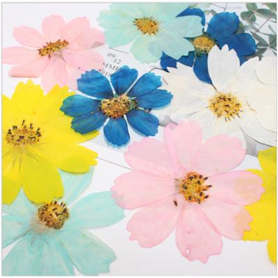 China Real Handmade Resin Case DIY Real Cosmos Flower Phone Factory Dry Material Specimen Embossing BO SI JU for sale