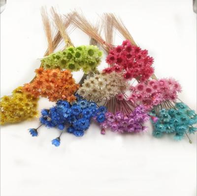 China MAN TIAN XING flower arrangement material in Brazil small star dry flower DIY handwork decoration embellishment for sale