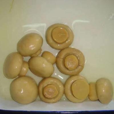 China Canned Canned Mushroom /Whole PNS /King Oyster Mushroom for sale