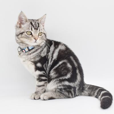 China Custom Made Model DETACHED Cat Kitten Collar With Adjustable Bell for sale