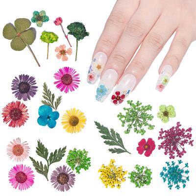 China Environmental Protection Nail Dried Flower Multi Colors Natural Pressed Dry Flower Decoration Mini Nail Art Dried 9 Style 3D Mix Flowers for sale