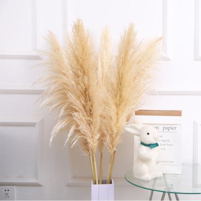 China TRUE PAMPAS DRY ETSY hot sale dry pampas grass the 1.2m tall pampas grass for decoration for sale