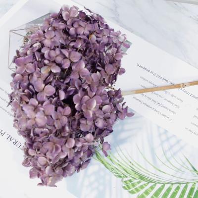 China Nordic Deoration Style The Best Seller Anna Hydrangea Preserved Hydrangea Dried Flower Used For Weddings And Home Decor for sale