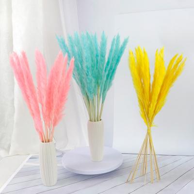 China Hot Selling REAL DRY PAMPAS Yunnan FeiShuo Dried Pampas Grass Small Pampas Grass 70-80cm For Flower Decoration for sale