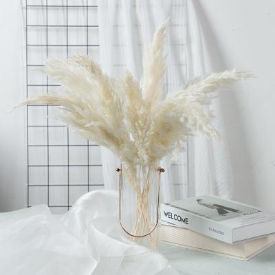 China TRUE DRY PAMPAS Yunnan hot selling dry pampas grass the 70-80cm small pampas grass for flower decoration for sale