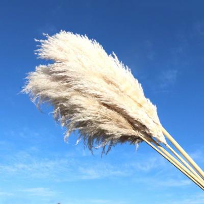 China Natural Dry Fluffy Pampas Grass Decorative Flowers Weding Flower Pampas Grass Decoration Wholesale Home Wedding Home Decor Large for sale